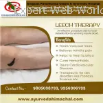JALUKA & LEECH THERAPY- (BLOOD PURIFIER ... in Una